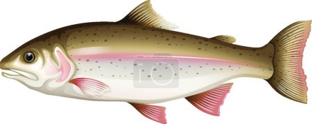 Illustration for Trout beautiful vector illustration - Royalty Free Image