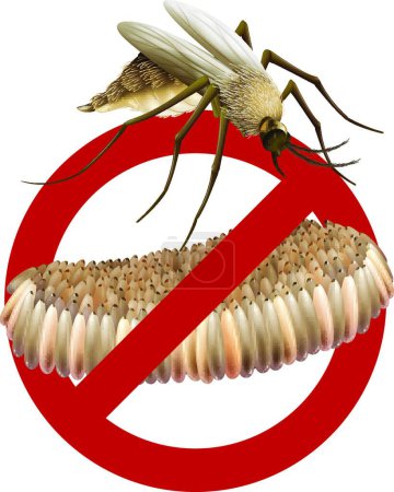 Illustration for No Mosquito vector illustration - Royalty Free Image