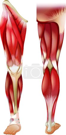 Téléchargez les illustrations : Illustration vectorielle des muscles des jambes - en licence libre de droit