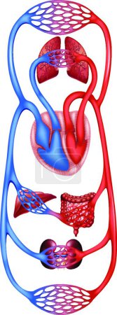 Ilustración de Circulación sanguínea dentro del cuerpo, ilustración vectorial diseño simple - Imagen libre de derechos
