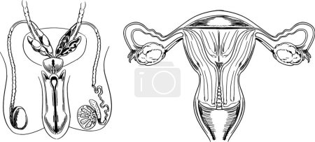 Illustration for Reproduction organs, vector illustration simple design - Royalty Free Image