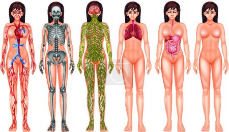 Illustration for Woman body system, vector illustration simple design - Royalty Free Image