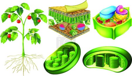 Ilustración de Célula vegetal, ilustración vectorial diseño simple - Imagen libre de derechos
