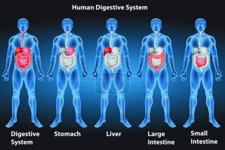Illustration for Digestive system, vector illustration simple design - Royalty Free Image
