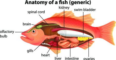 Téléchargez les illustrations : "Anatomie d'un poisson
" - en licence libre de droit