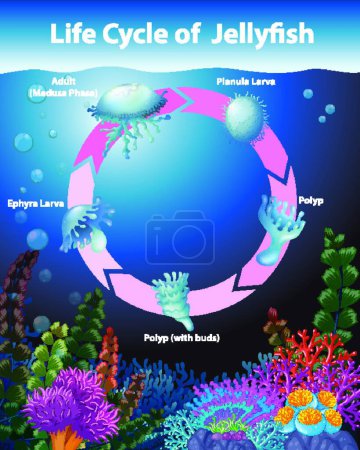 Photo pour "Diagramme montrant le cycle de vie des méduses
" - image libre de droit