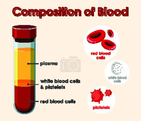 Illustration for Diagram showing composition of blood - Royalty Free Image