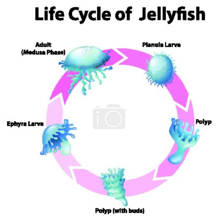 Téléchargez les illustrations : Diagramme montrant le cycle de vie des méduses - en licence libre de droit
