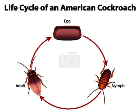 Ilustración de Diagrama que muestra el ciclo de vida de las cucarachas - Imagen libre de derechos