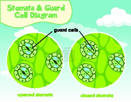 Téléchargez les illustrations : "Diagramme montrant les cellules végétales avec stomates et cellules de garde
" - en licence libre de droit