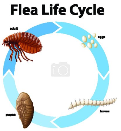 Illustration for Diagram showing life cycle of flea - Royalty Free Image