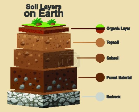 Téléchargez les illustrations : "Diagramme montrant différentes couches de sol
" - en licence libre de droit