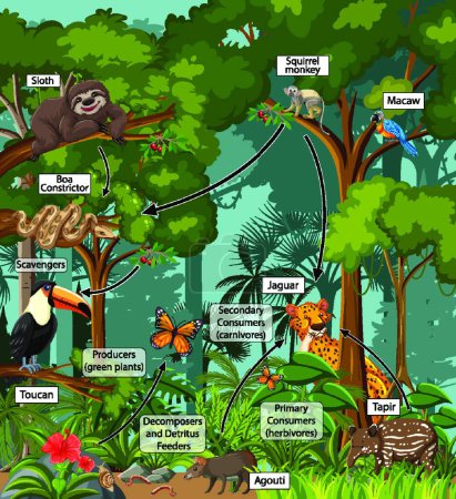 Téléchargez les illustrations : Diagram showing food web in the rainforest - en licence libre de droit