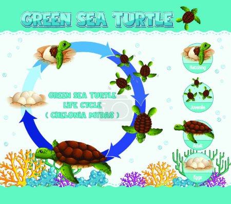 Téléchargez les illustrations : Diagramme montrant le cycle de vie de la tortue - en licence libre de droit