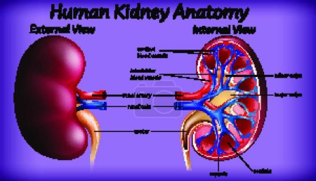 Téléchargez les illustrations : Anatomie rénale humaine médicale - en licence libre de droit