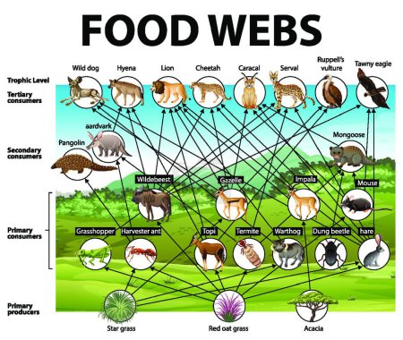 Illustration for Education poster of biology for food webs diagram - Royalty Free Image