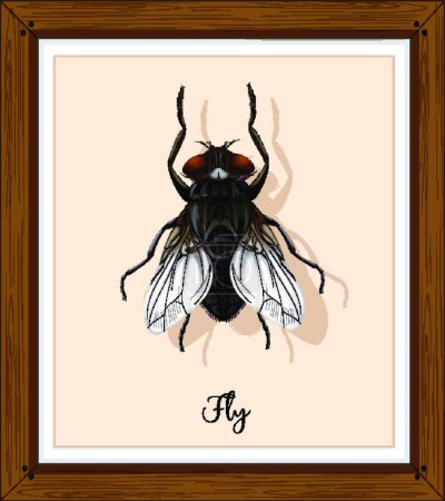 Illustration for "Fly on wooden frame" - Royalty Free Image