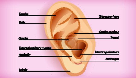 Ilustración de Anatomía del oído externo - Imagen libre de derechos