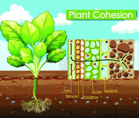 Téléchargez les illustrations : "Diagram showing Plant Cohesion" - en licence libre de droit