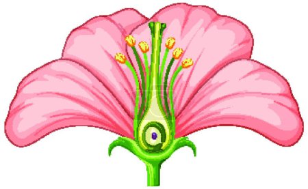Ilustración de Diagrama que muestra partes de flor - Imagen libre de derechos