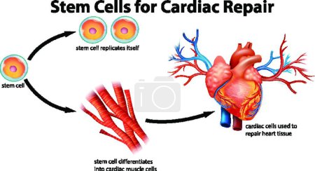 Illustration for "Stem cells for cardiac repair" - Royalty Free Image