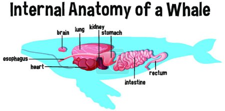 Photo pour Anatomie interne d'une baleine avec étiquette - image libre de droit