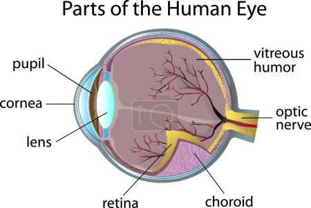 Illustration for Human eye vector illustration - Royalty Free Image
