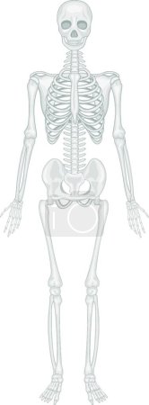 Illustration for Skeletal system, vector illustration simple design - Royalty Free Image