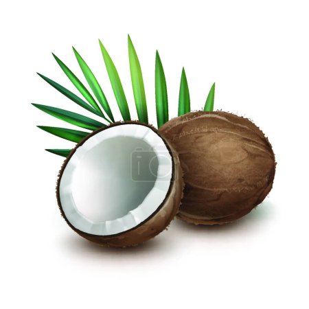 Illustration for Whole and half coconut - Royalty Free Image