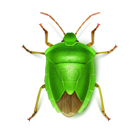 Illustration for Green stink bug modern vector illustration - Royalty Free Image