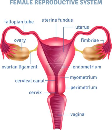 Illustration for Uterus Poster vector illustration - Royalty Free Image