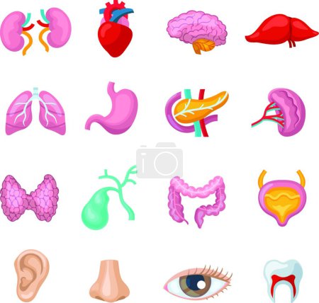 Illustration for Human Organs Set vector illustration - Royalty Free Image
