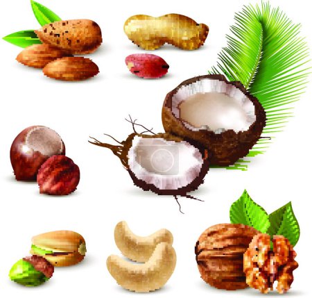 Illustration for Nuts Realistic Set vector illustration - Royalty Free Image