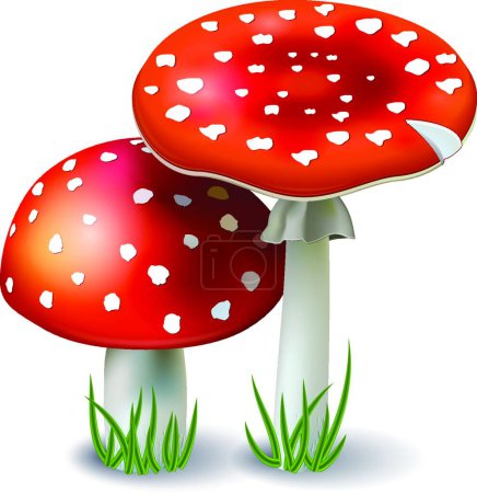 Illustration for "Red Mushroom Amanita", graphic vector illustration - Royalty Free Image