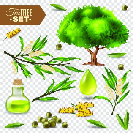 Téléchargez les illustrations : "Tea Tree Set ", illustration vectorielle graphique - en licence libre de droit