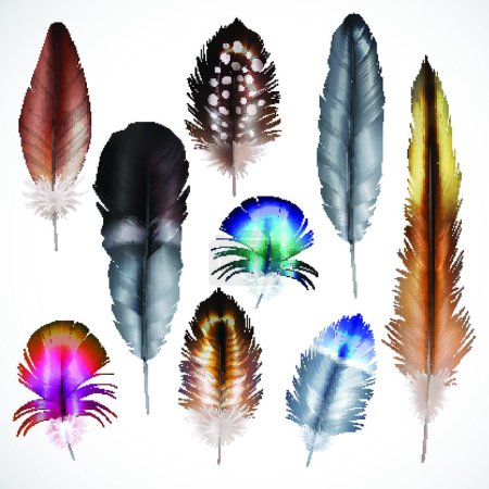 Illustration for Realistic Feathers Set vector illustration - Royalty Free Image