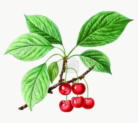 Illustration for Illustration of the Cherry tree branch - Royalty Free Image