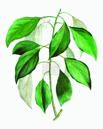 Illustration for Camphor tree branch  vector illustration - Royalty Free Image