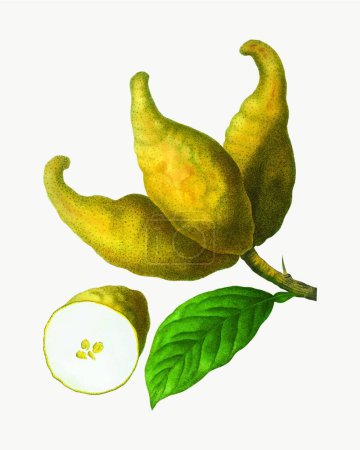 Ilustración de Racimo de limones vector ilustración - Imagen libre de derechos