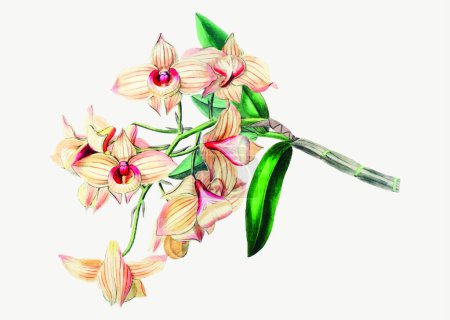 Téléchargez les illustrations : Illustration du Dendrobium moschatum - en licence libre de droit