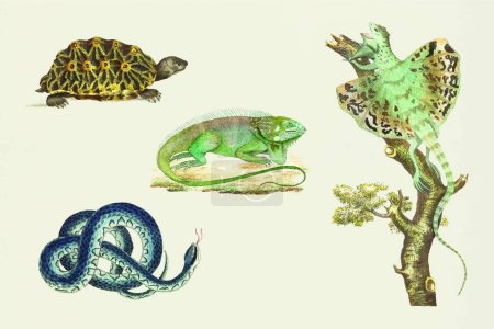 Téléchargez les illustrations : Ensemble de différents animaux tropicaux. dessin aquarelle - en licence libre de droit