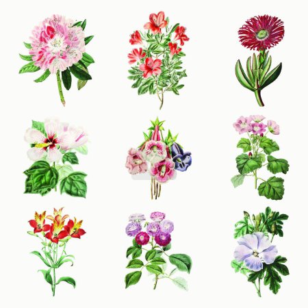 Téléchargez les illustrations : Set of flowers and watercolor hand drawn illustration - en licence libre de droit