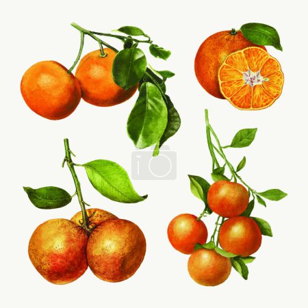 Illustration for Fruits set modern vector illustration - Royalty Free Image