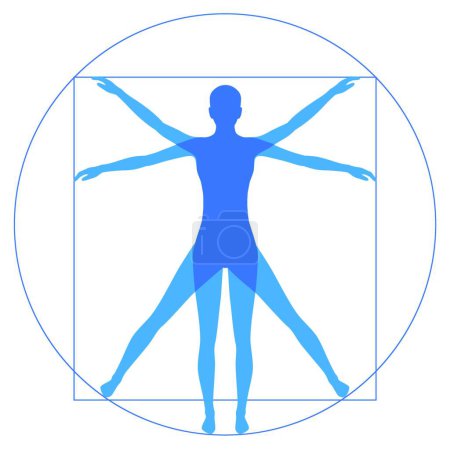 Illustration for Vitruvian human, simple vector illustration - Royalty Free Image
