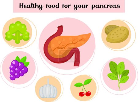 Téléchargez les illustrations : "Aliments sains pour votre pancréas. Concept d'alimentation et de vitamines, médecine, prévention des maladies pancréatiques. Illustration vectorielle" - en licence libre de droit