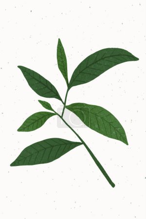 Illustration for Green leaves  vector illustration - Royalty Free Image
