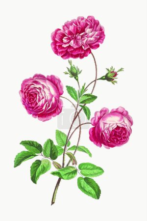 Téléchargez les illustrations : Carte florale colorée dessinée à la main, illustration vectorielle - en licence libre de droit