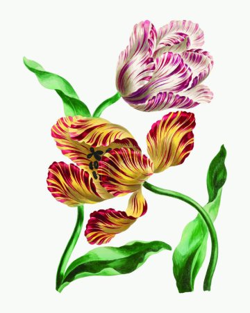 Ilustración de Tarjeta floral dibujada a mano colorida, ilustración del vector - Imagen libre de derechos