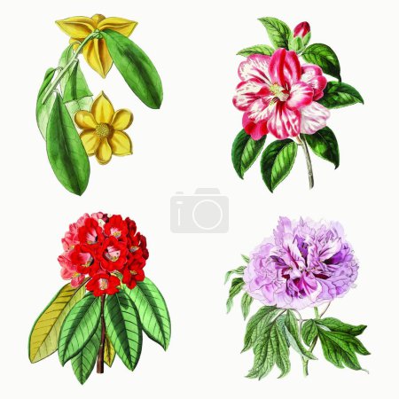 Illustration for Watercolor flower set vector illustration - Royalty Free Image