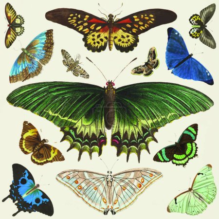 Téléchargez les illustrations : Papillons aquarelle, isolé sur fond clair - en licence libre de droit